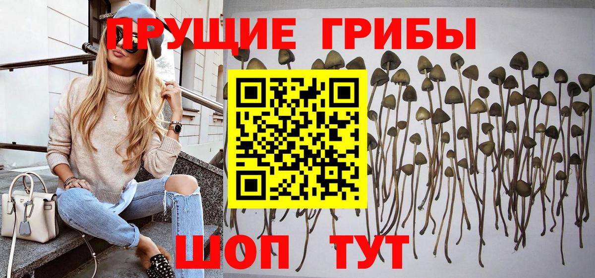 Галлюциногенные грибы Cubensis  Вход с VPN  Урюпинск 